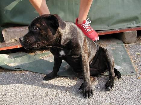 Staffordshire bull terrier Karma billede 5