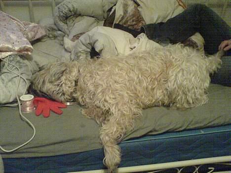 Irish softcoated wheaten terrier Bess [R.I.P.] - Når Bess virkelig gasser sig i sengen ! billede 6