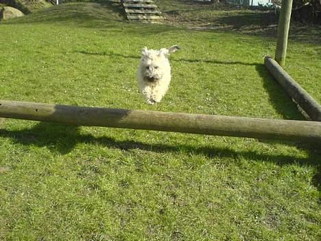 Irish softcoated wheaten terrier Bess [R.I.P.] - SÅ er der fart over feltet ! billede 7