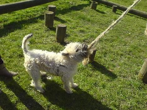 Irish softcoated wheaten terrier Bess [R.I.P.] - AAARGH det reb her det er godt nok svært at hive ned selvom det hænger mellem to træpæle ! billede 8
