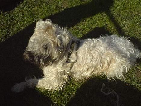 Irish softcoated wheaten terrier Bess [R.I.P.] - WOBS! Der er noget meget interessant derovre ! billede 9