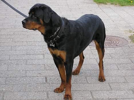 Rottweiler Darcho rip 16/10-09 - nå men jeg tror jeg skal spise så ¤hej hej¤ billede 17