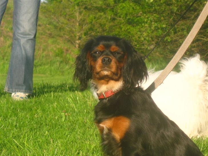Cavalier king charles spaniel Pultz's Soya (Bailey) - til hundetræning for 3. gang billede 1