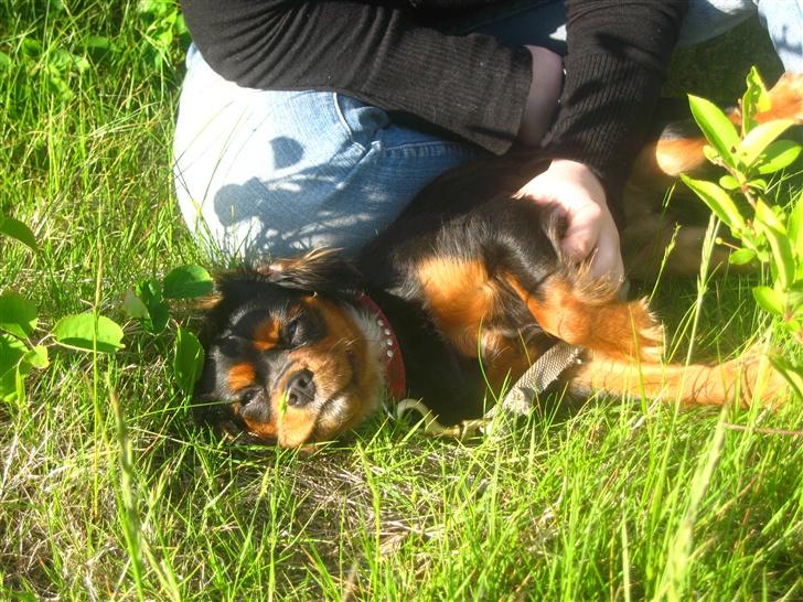 Cavalier king charles spaniel Pultz's Soya (Bailey) - Er jeg ikke smuk billede 2