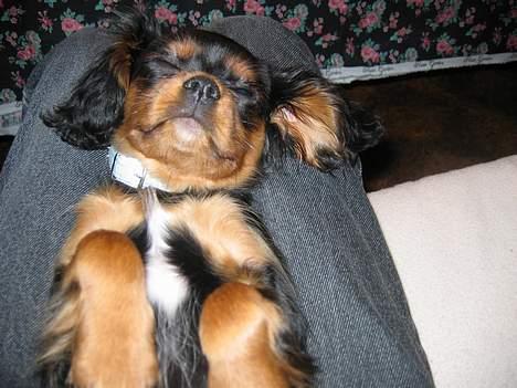 Cavalier king charles spaniel Pultz's Soya (Bailey) - Hvor er jeg dog bare træt billede 3