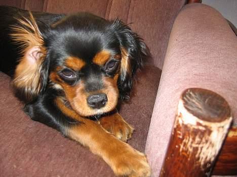 Cavalier king charles spaniel Pultz's Soya (Bailey) - Dovenskaben længe leve billede 4