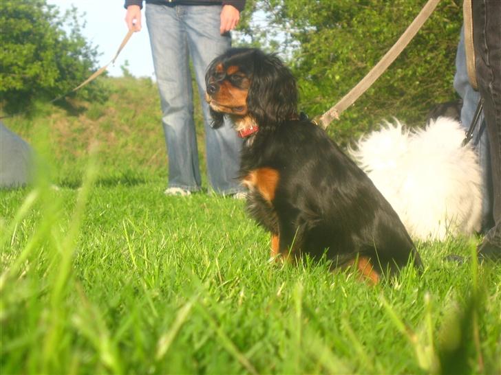 Cavalier king charles spaniel Pultz's Soya (Bailey) - stadig hundetræning billede 5