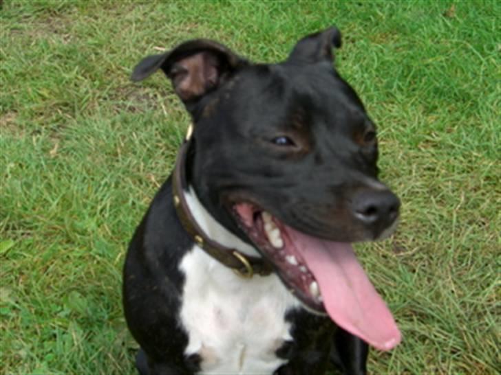 Staffordshire bull terrier Eya billede 2