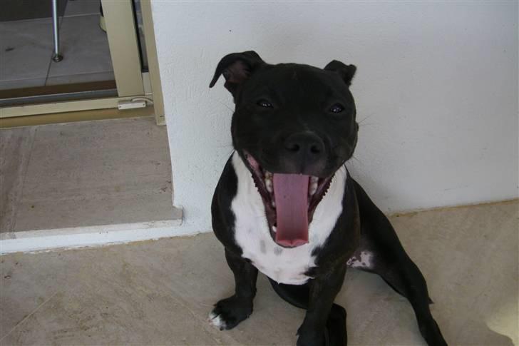 Staffordshire bull terrier Eya billede 3