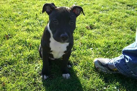 Staffordshire bull terrier Eya billede 4