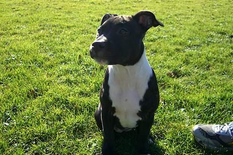 Staffordshire bull terrier Eya billede 5