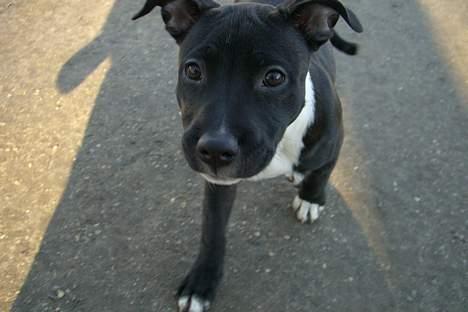 Staffordshire bull terrier Eya billede 6