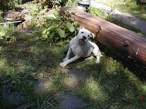 Staffordshire bull terrier Rhino billede 1