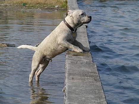 Staffordshire bull terrier Rhino billede 2