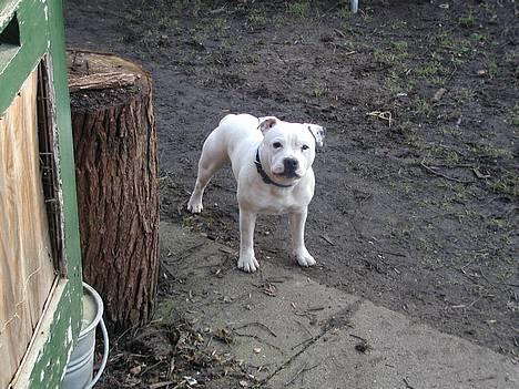 Staffordshire bull terrier Rhino billede 3