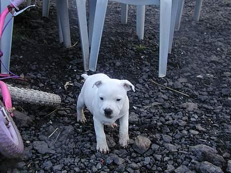 Staffordshire bull terrier Rhino billede 4