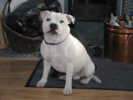 Staffordshire bull terrier Rhino billede 5