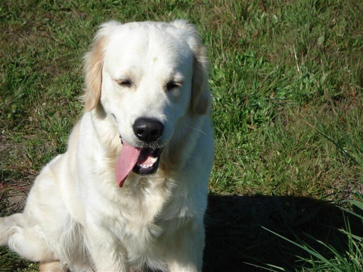 Golden retriever Balou - Pu.. det er hårdt det her! billede 1