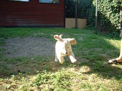 Golden retriever Balou - Her kommer jeg.. billede 2