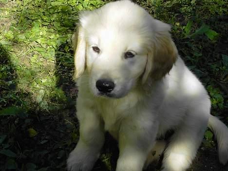 Golden retriever Balou - Her har min mor og far næsten lige fået mig.. billede 3