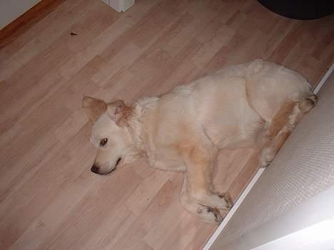 Golden retriever Balou - Jeg ææælsker at ligge sådan her! billede 4