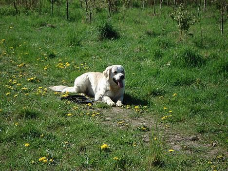 Golden retriever Balou billede 5