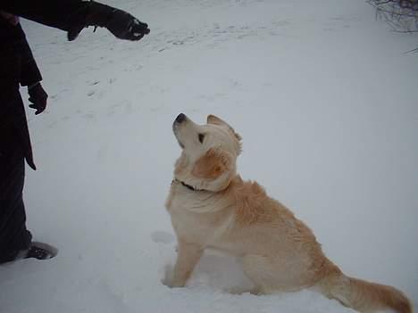 Golden retriever Balou - Jeg er bare vild med sne.. billede 6