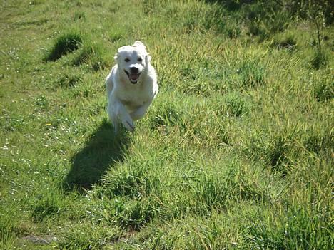 Golden retriever Balou billede 7