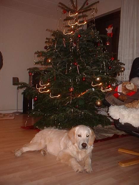 Golden retriever Balou - Min første jul..  billede 8