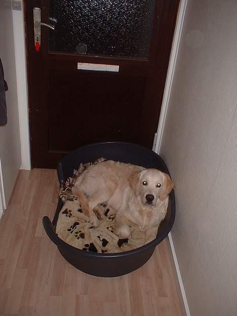 Golden retriever Balou - Mmm.. Min dejlige seng.. billede 9