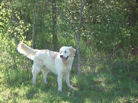 Golden retriever Balou billede 10