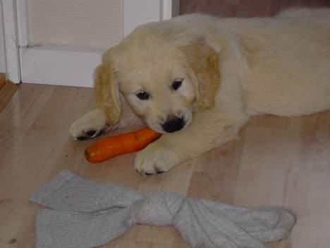 Golden retriever Balou - Jeg elsker at guffe gulerødder.. billede 11