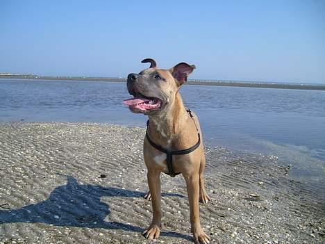 Amerikansk staffordshire terrier Ginous - Så flot billede 9