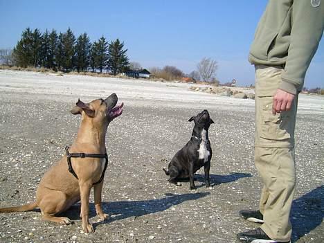 Amerikansk staffordshire terrier Ginous - Ginous & Reina billede 10