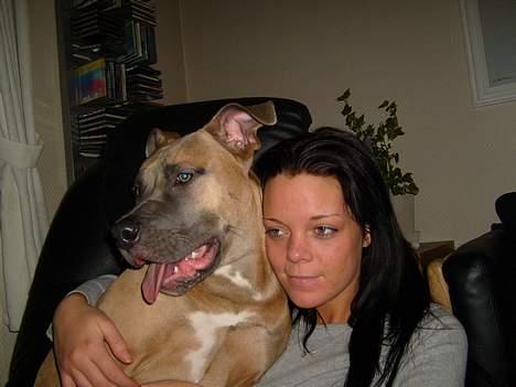 Amerikansk staffordshire terrier Ginous - Min smukke kæreste og Ginous billede 11