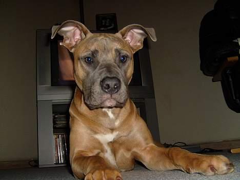 Amerikansk staffordshire terrier Ginous - Fars lille løve billede 12