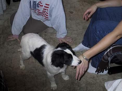 Blanding af racer Shaggy - shaggy som hvalp. billedet er ca. 4½ år gammelt billede 1