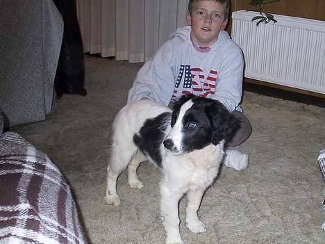 Blanding af racer Shaggy - Shaggy var lige blevet hentet i Jylland. billedet er taget hos min mormor billede 2