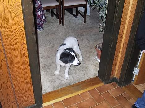 Blanding af racer Shaggy - Shaggy holdte øje med min mormor og morfar´s kat. Den var lidt farlig efter han´s mening billede 3