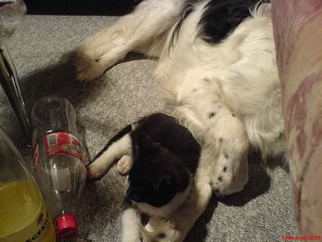 Blanding af racer Shaggy - dette billede er taget d. 11 - nov - 06. Det er Shaggy og vores kat Passat billede 4