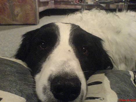 Blanding af racer Shaggy - dette billede er taget 2 dage senere end det ovenover billede 5