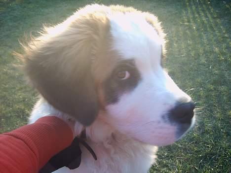 Sankt bernhardshund Bamse - vil ikke side så mor må lige holde i mig mens hun tog billede..... billede 1