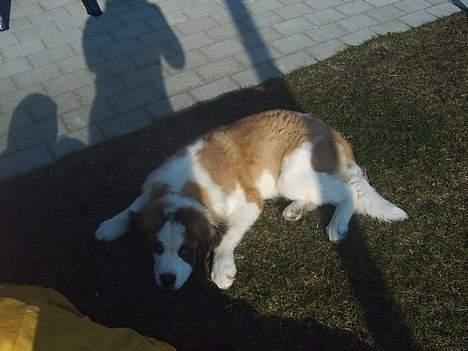 Sankt bernhardshund Bamse - hehe.....   man skal jo slappe af en gang i mellem.... billede 2
