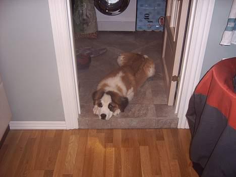 Sankt bernhardshund Bamse - jeg keder mig..............! billede 3