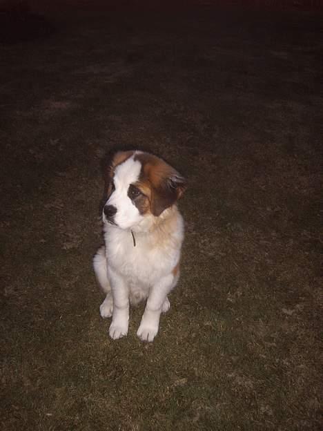 Sankt bernhardshund Bamse - hvor er alle dig andre henne mor.... billede 4