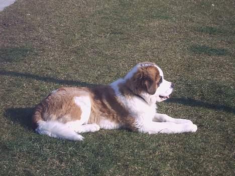 Sankt bernhardshund Bamse - skal vi ikke snart til vand.....   der er lige dernede..... billede 5