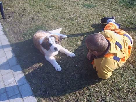 Sankt bernhardshund Bamse - hygger med farfar..... billede 6