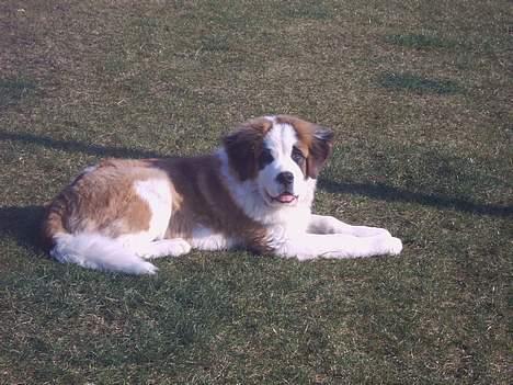 Sankt bernhardshund Bamse - se jeg kan godt ligge pænt......   men kun i li nu......  hehe..... billede 7