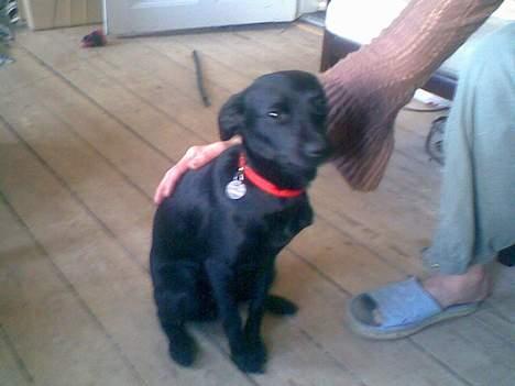 Xoloitzcuintle Mia - Hedehusets Kahlua billede 16