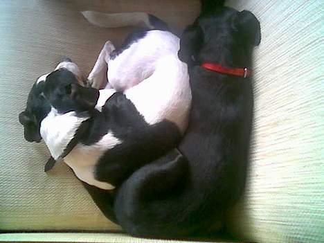 Xoloitzcuintle Mia - Hedehusets Kahlua billede 17